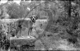 Animal de estimação