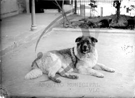 Animal de estimação
