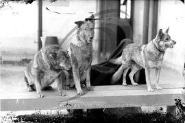 Animais de estimação