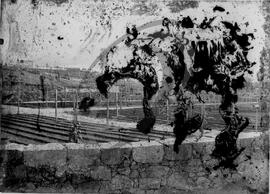 Jardim da Casa das Cerejeiras