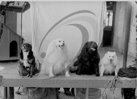 Animais de estimação