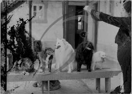 Animais de estimação