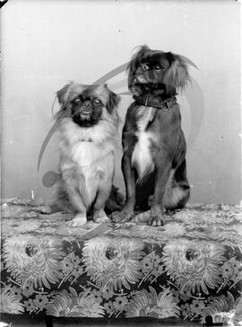 Animais de estimação