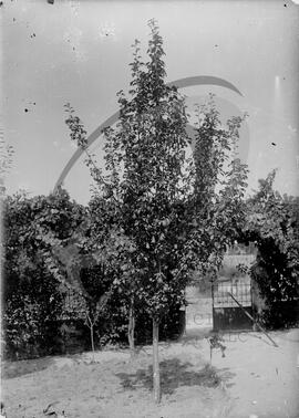 Jardim da Casa das Cerejeiras