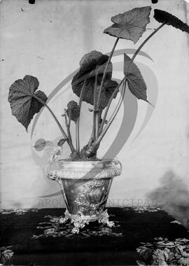 Vaso com planta