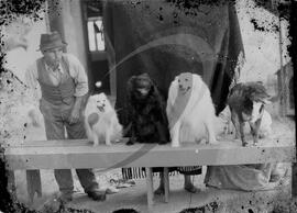 Animais de estimação